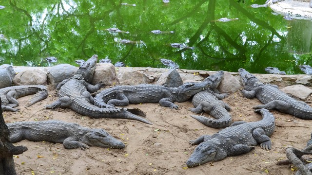 Ilustrasi taman khusus buaya. Foto: Ivon Murugesan/Shutterstock