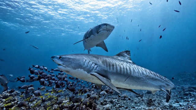 Ilustrasi hiu macan. Foto: le bouil baptiste/Shutterstock