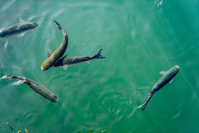 Foto ilustrasi: Tempat Hidup Ikan Lele, sumber: Unsplash