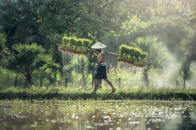 Ilustrasi kegiatan ekonomi yang terjadi pada padi hingga menjadi nasi. Foto: Pixabay