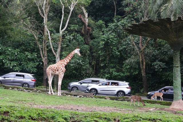 Pengunjung melihat jerapah di Taman Safari Bogor. Foto: jepretdiwaktuluang/shutterstock