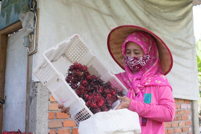 Sekelompok ibu rumah melakukan pengolahan rosella di kawasan Sentra Industri Bukit Asam (SIBA) Center, Desa Lingga, Kecamatan Lawang Kidul, Kabupaten Muara Enim.  Foto: PTBA