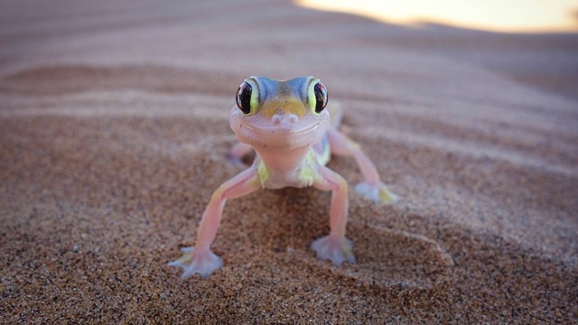  Cara Mengusir Tokek dari Rumah. Sumber: Unsplash/Sean.