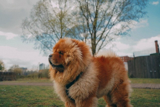 Ilustrasi Anjing Chow Chow. Sumber: Unsplash