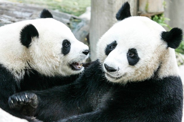 Dua panda raksasa yang dipinjamkan ke Thailand dari China, Chuang Chuang dan Lin Hui di Kebun Binatang Chiang Mai di Chiang Mai, Thailanda, pada 3 September 2005. Foto: PORNCHAI KITTIWONGSAKUL / AFP