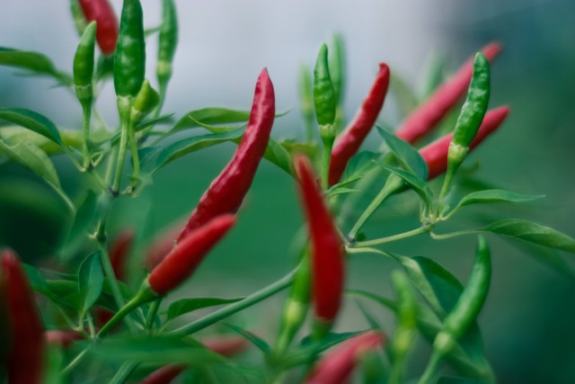 Cara Menanam Cabe di Pot dan Polybag untuk Pemula. Foto: Unsplash/Steve Johnson.