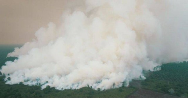 Kebakaran hutan dan lahan di Kota Dumai Riau, Kamis (20/4/2023). Foto: Dok. Istimewa