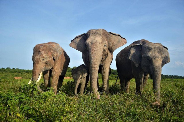 Gajah di Taman Nasional Way Kambas, Lampung Timur. | Foto : Dok. Balai Taman Nasional Way Kambas