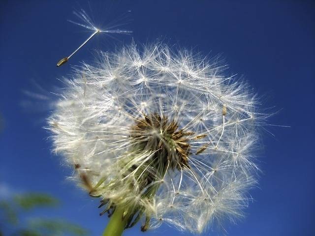 Ilustrasi filosofi dandelion. Foto: Pixabay