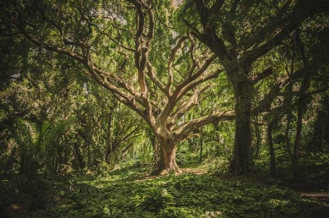 Ilustrasi filosofi pohon beringin, sumber foto: veeterzy by pexels.com