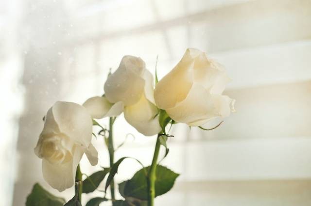 Ilustrasi filosofi mawar putih, sumber foto: Oleksandr Pidvalnyi by pexels.com