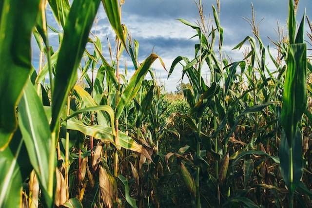 Ilustrasi Tumbuh Seperti Jagung. Sumber Foto by Unsplash.
