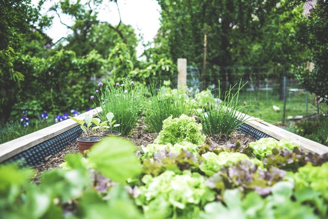 Daya Tarik Taman Herbal Insani serta Harga Tiket Masuk Terbaru. Foto sebagai ilustrasi. Foto: Unsplash/Markus Spiske.