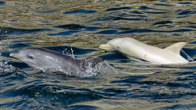 Sebagai ilustrasi: Lumba-lumba hidung botol Indo-Pasifik (Tursiops aduncus) albino tampak berenang bersama dengan kawanan 200 ekor lumba-lumba, di  Algoa Bay, provinsi Eastern Cape, Afrika Selatan. Foto: Lloyd Edwards/Raggy Charters