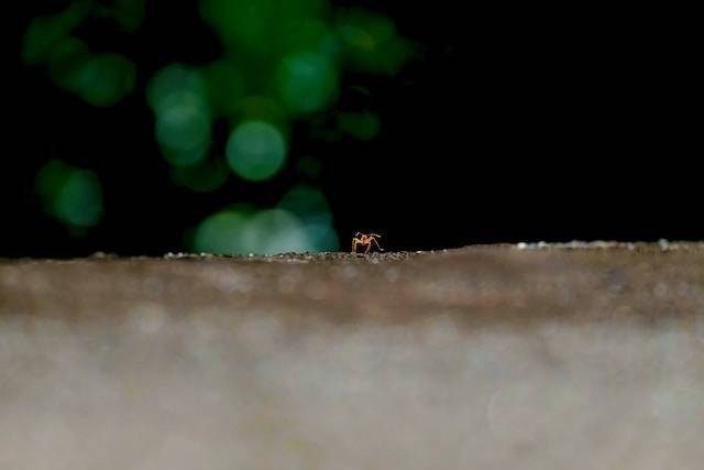 Ilustrasi cara menghilangkan semut di rumah, Foto oleh James Tiono di Unsplash