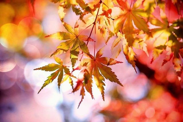 Ilustrasi filosofi daun maple. Foto: Pixabay