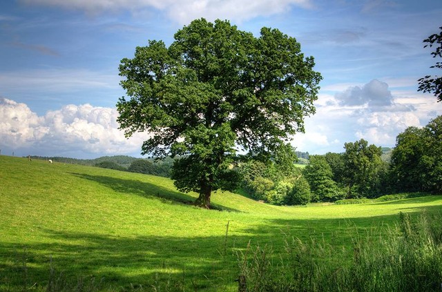 Ilustrasi Dreamland Bandung. Sumber: www.pexels.com