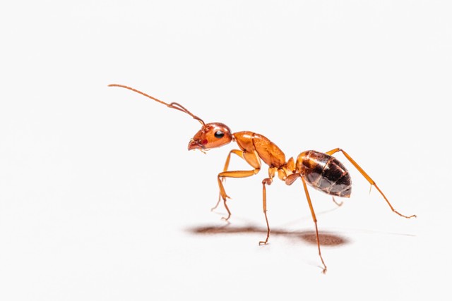 Ilustrasi Cara Mengeluarkan Semut dari Telinga/Peter F. Wolf