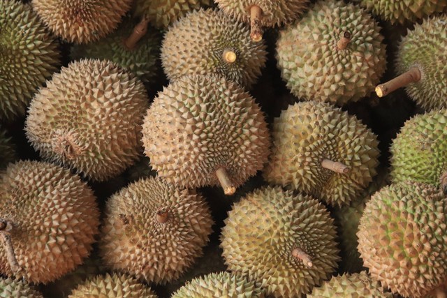 Ilustrasi Kampung Durian Bengkulu | Sumber: Unsplash/Mufid Majnun