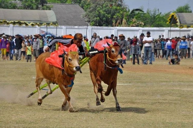 Kerapan Sapi di Madura. Foto: dani daniar/Shutterstock