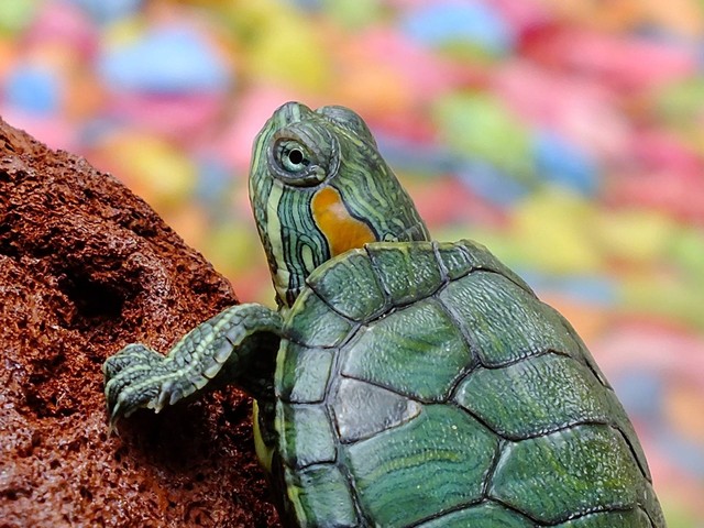 Ilustrasi Bahasa Inggris kura-kura, sumber: Pixabay/Osk-r Hdz.