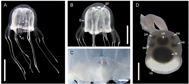 Ilustrasi pengertian takson. Foto: Zoological Studies