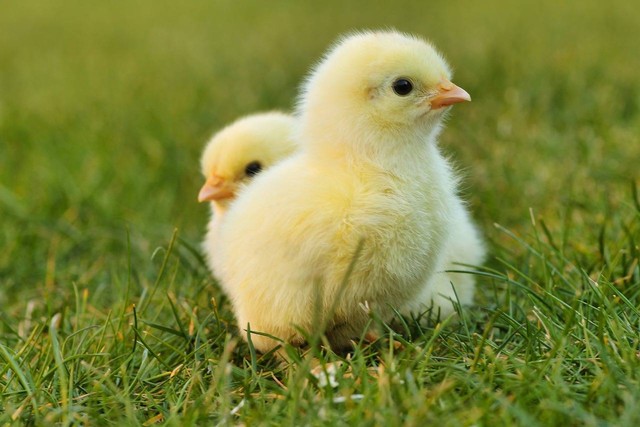 Ilustrasi cara menetaskan telur ayam, foto: Pixabay