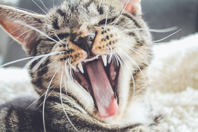 Foto ilustrasi: Ciri-ciri Kucing Rabies, sumber: Unsplash