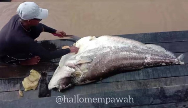 Ikan tapah seukuran orang dewasa. Foto: @hellomempawah