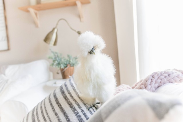 Ilustrasi Jenis Ayam Hias. Sumber: Unsplash