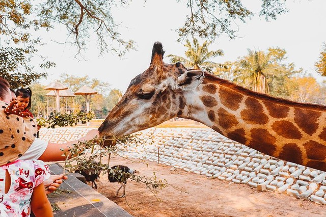 Ilustrasi akses pintu masuk Ragunan. Sumber: www.pexels.com