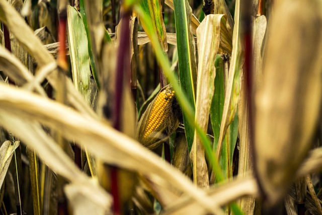 Ilustrasi Cara Menanam Jagung. Foto: Pexels/Michael Fischer.