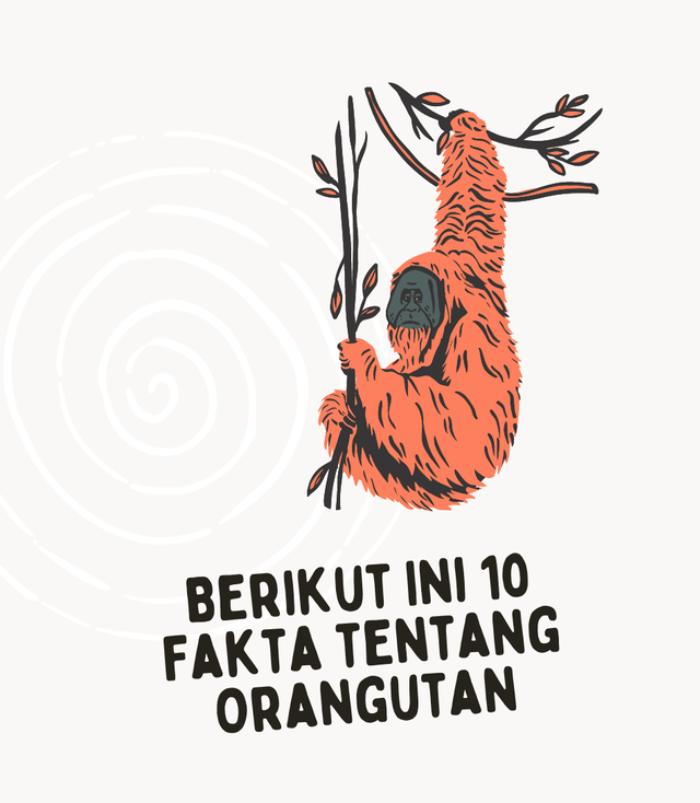 Ilustrasi Fakta tentang orangutan (dok. Petrus Kanisius/Yayasan Palung)