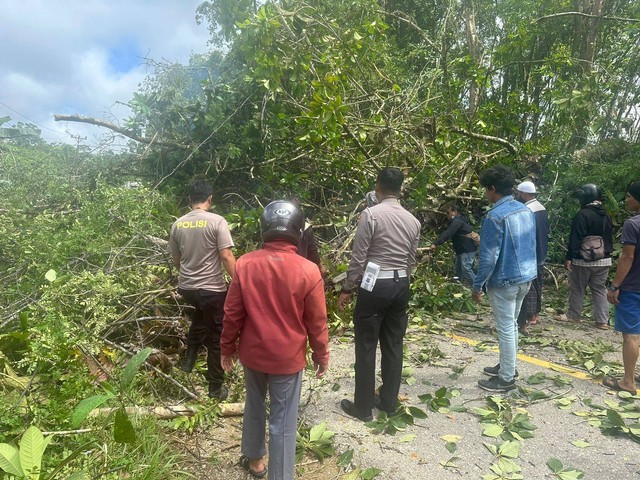 Pohon tumbang menutupi ruas Jalan Sekadau-Sanggau. Foto: Dok. Polres Sekadau