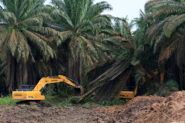 Pekerja menggunakan alat berat untuk menumbangkan pohon kelapa sawit di Mesuji Raya, Ogan Komering Ilir, Sumatera Selatan, Sabtu (29/4/2023). Foto: Budi Candra Setya/ANTARA FOTO