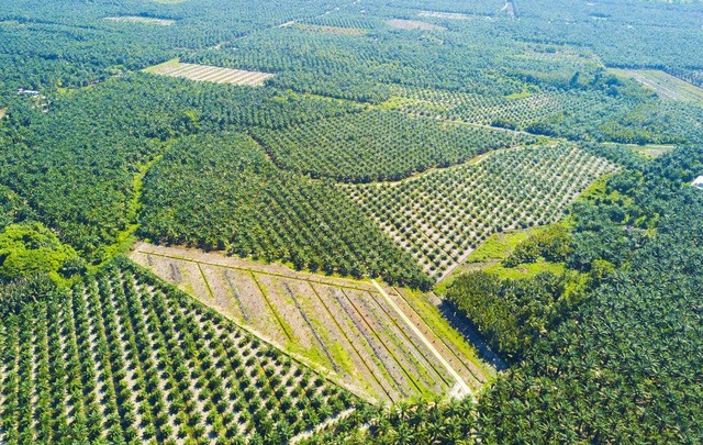 Ilustrasi areal kebun kelapa sawit. Foto: Shutter Stock/nelzajamal