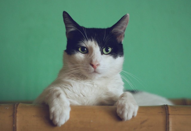 Ilustrasi 5 Cara Mengobati Kucing Mencret yang Harus Anda Coba. Unsplash/Manja Vitolic.