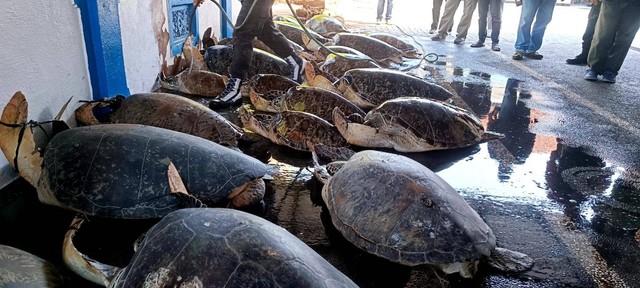 Jual Beli Daging Penyu Sejak Tahun 1998 Made Japa Ditangkap Polisi