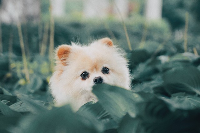 Ilustrasi Anjing Mini Pom. Sumber: Unsplash