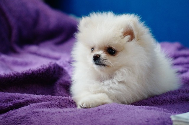 Ilustrasi Anjing Mini Pom. Sumber: Unsplash