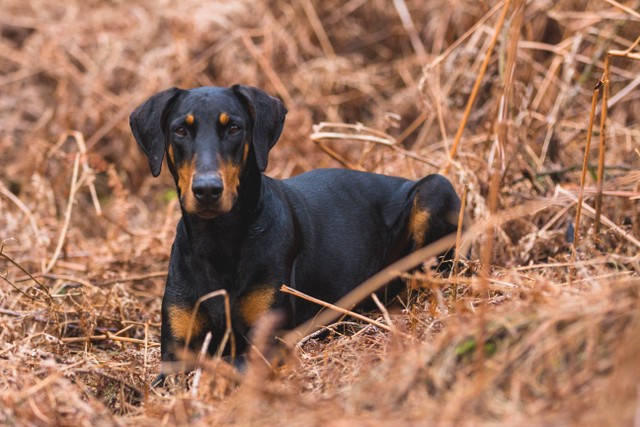 Ilustrasi: Anjing Doberman. Sumber: DSD/Pexels.com