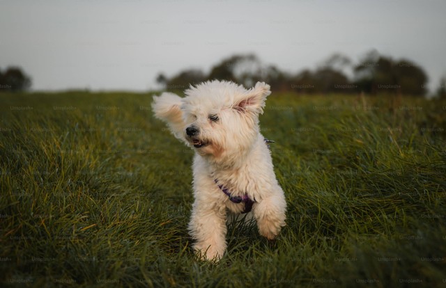 Ilustrasi Cara Memandikan Anak Anjing. Sumber: Unsplash