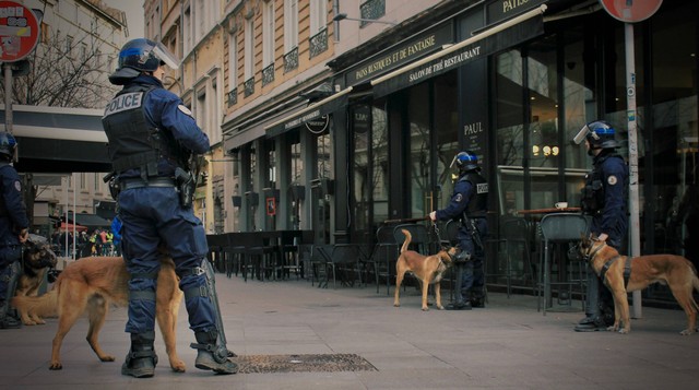 Ilustrasi Jenis Anjing Polisi. Sumber: Unsplash