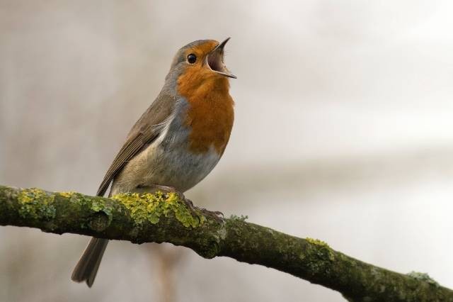 Ilustrasi foto burung pemakan biji. Sumber foto: unsplash