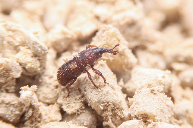 Kumbang biji-bijian (Tribolium castaneum). Foto: Witsawat.S/Shutterstock