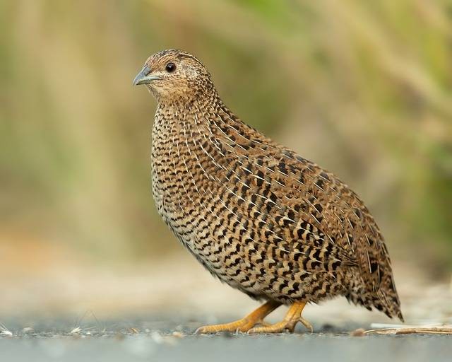 Ilustrasi cara ternah burung puyuh. Sumber foto: Pixabay