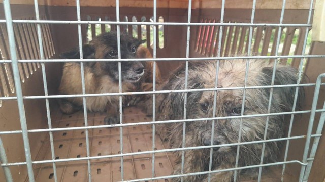 Anjing peliharaan Dokter I Wayan Tirta. Foto: Dok. Istimewa