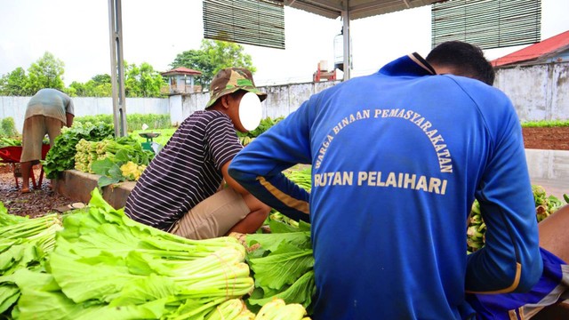 Warga Binaan Pemasyarakatan Sedang melakukan panen sawi di kebun sarana asimilasi dan edukasi rutan pelaihari, Doc. Humas Rutan Pelaihari