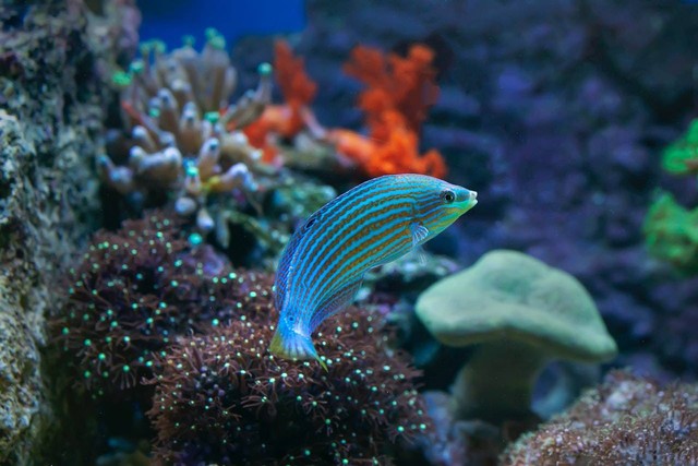 Mengapa Ikan Hias dapat Menghilangkan Stres bagi Manusia?