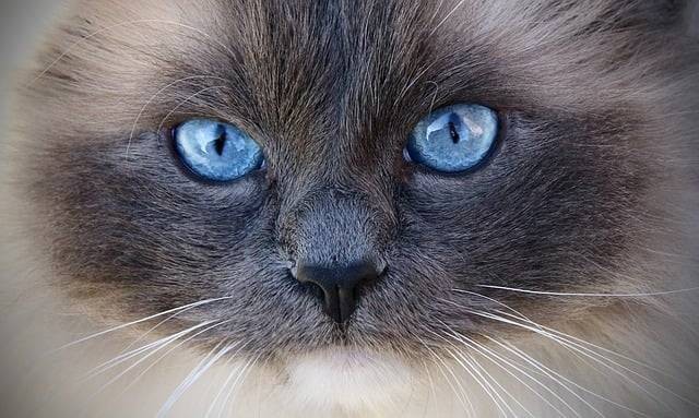 Ilustrasi kucing bermata biru (pixabay)